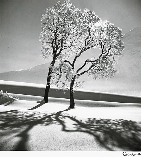 Alfred Eisenstaedt -- Trees in Snow, near Saint-Moritz, Switzerland