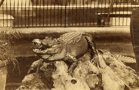 Crocodile, The Zoo, London.