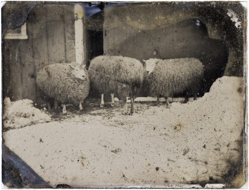 Charles Schwartz - Light Reclaimed - Three Sheep in the Snow