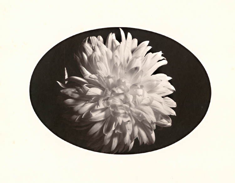 George A. Eisenman - Chrysanthemum