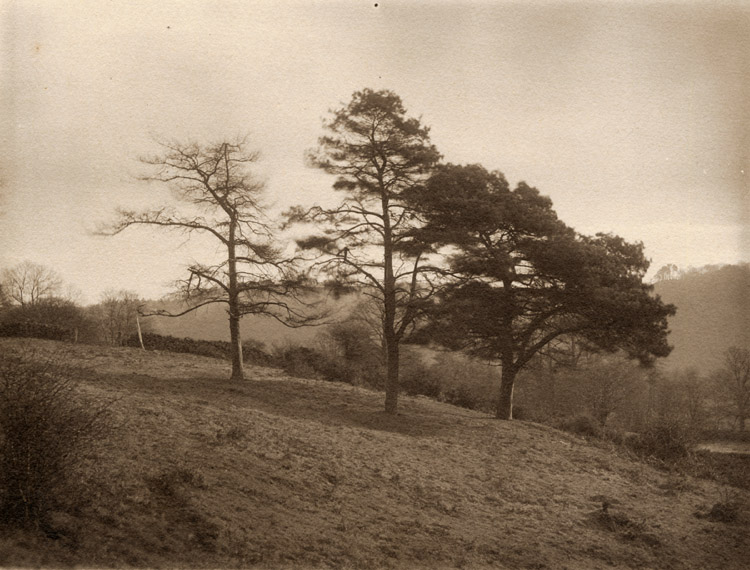 Francis Alfred Bolton - Tree Study