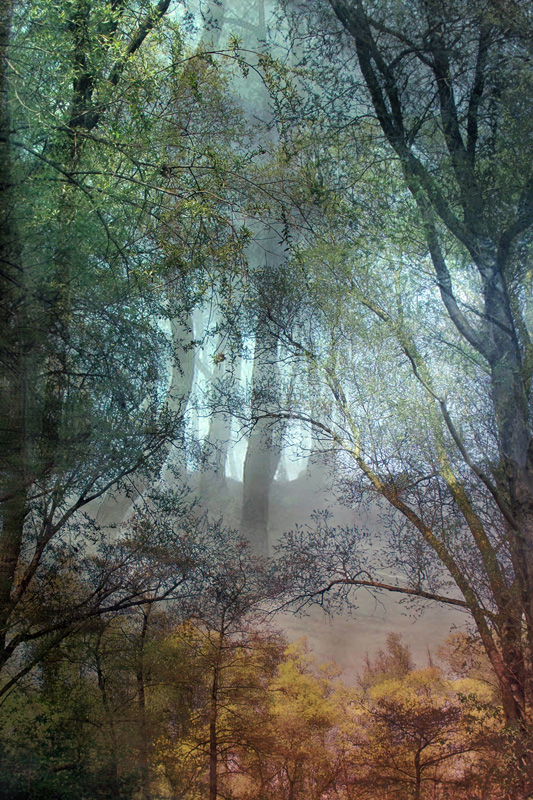 Lisa Holden - Forest (from Series "Constructed Landscapes") Lisa Holden - Forest (from Series "Constructed Landscapes")