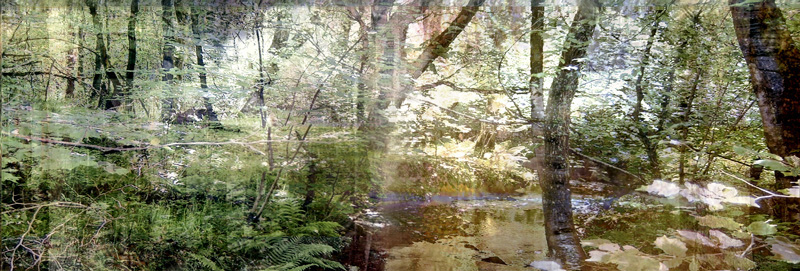 Lisa Holden - Glade (from Series "Constructed Landscapes") Lisa Holden - Glade (from Series "Constructed Landscapes")