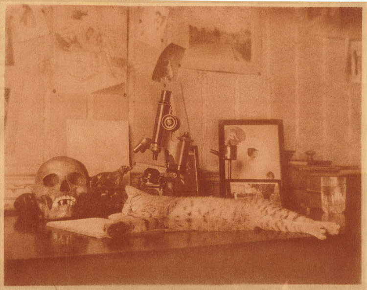 Anonymous - Vanities: Cat Stretched out on Desk with Skull, Microscopes, Photographs, Bronze of a Dog and a Glass of Water Anonymous - Vanities: Cat Stretched out on Desk with Skull, Microscopes, Photographs, Bronze of a Dog and a Glass of Water