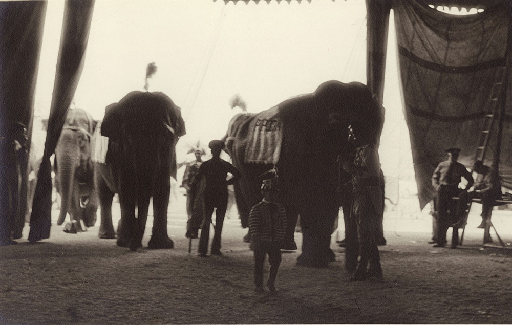 Kenneth Heilbron - Elephants,  Ringling Bros. and Barnum & Bailey Circus