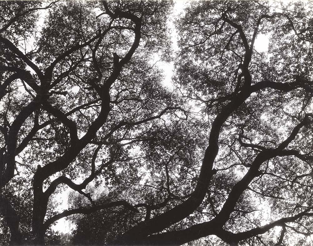 Merg Ross - Tree, Tilden Park, Berkeley