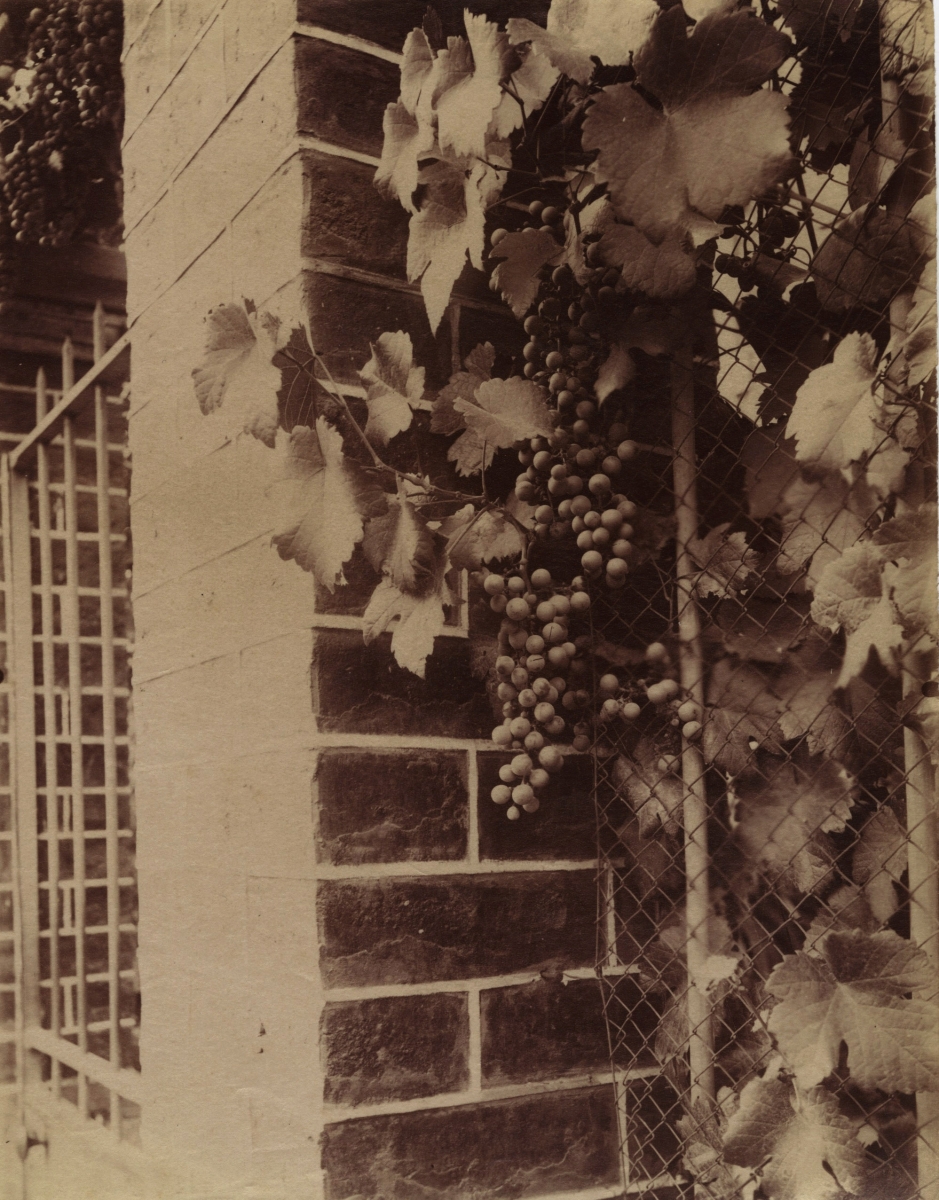 Jean-Eugene-Auguste Atget - Vigne (Grape Vine)