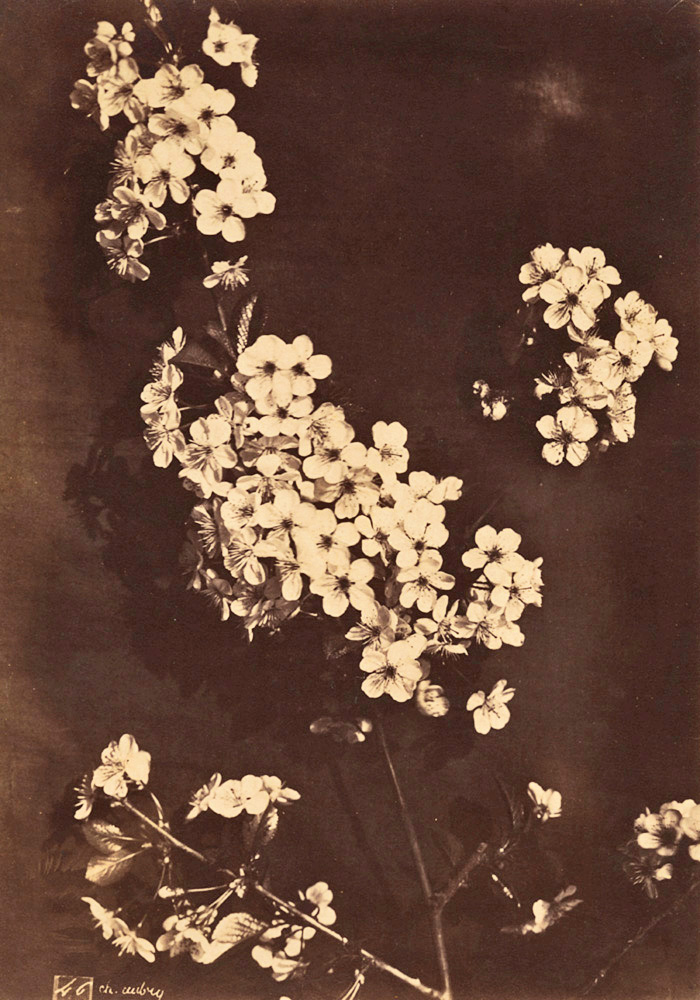 Charles Hippolyte Aubry - Cherry Blossoms