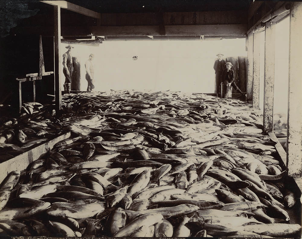 Bailey Brothers - Part of Evening Catch, Phoenix Cannery, Frazier River, BC, Canada