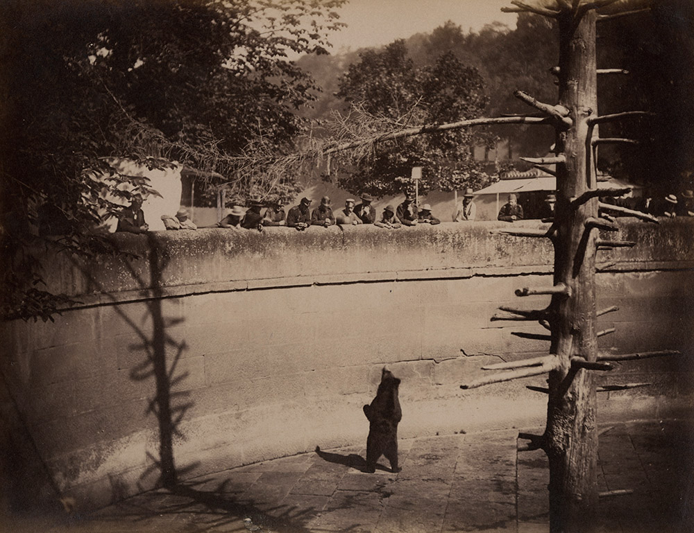 Anonymous - Les Ours, Berne (The Bears, Bern, Switzerland)