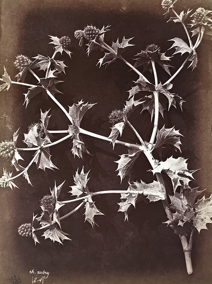Charles Hippolyte Aubry - Thistle or Sea Holly with Dark Background