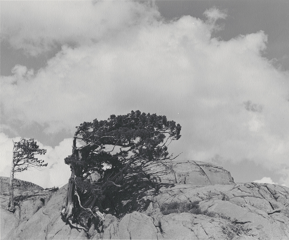William Edward Dassonville - Wind Swept Tree in High Sierra