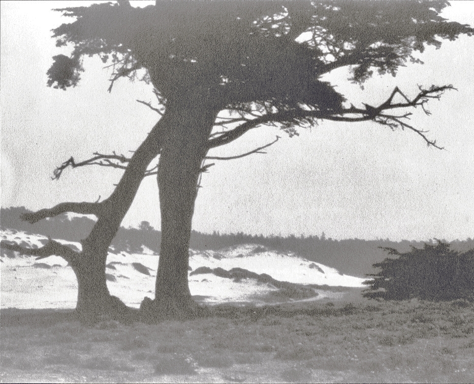 William Edward Dassonville - Trees along Coast