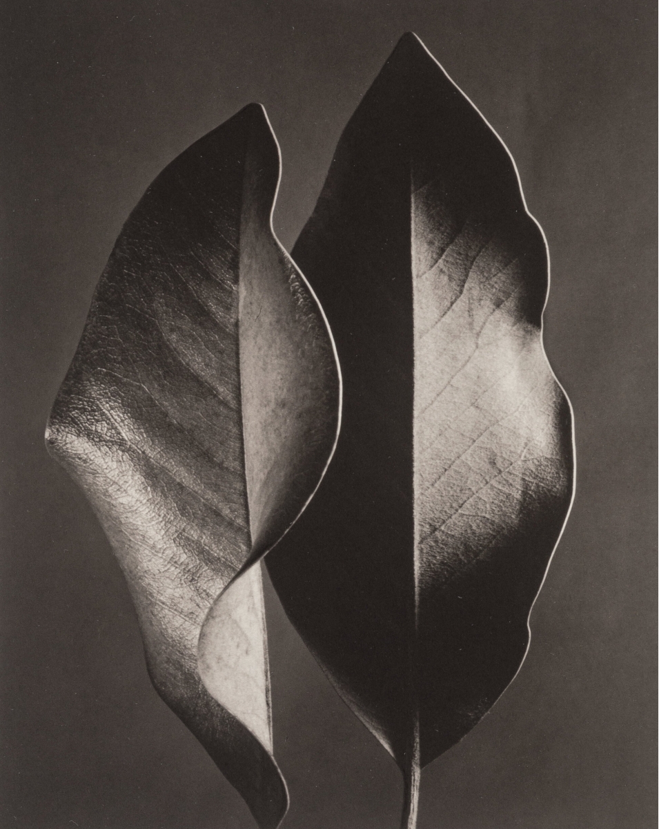 Portfolio - "The Gift of the Commonplace"