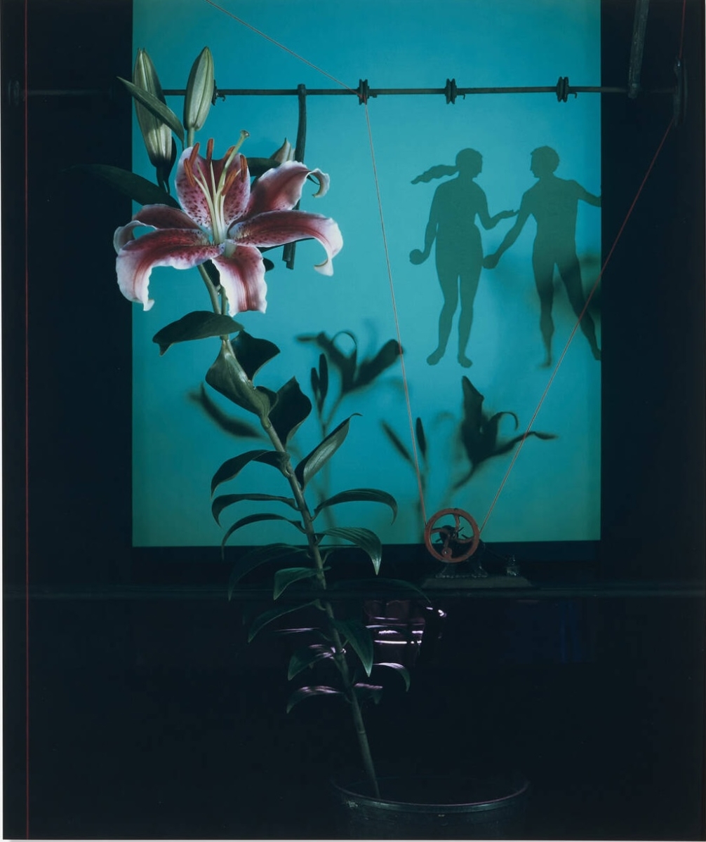 Olivia Parker - Eden Window Olivia Parker - Eden Window