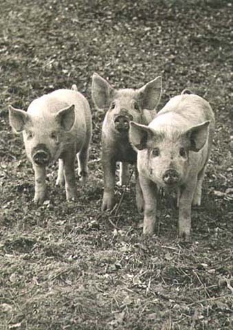 Wolfgang Suschitzky - Three Little Pigs