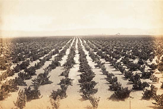 Isaiah West Taber - Vineyard, Livermore, Alameda Co., Cal.