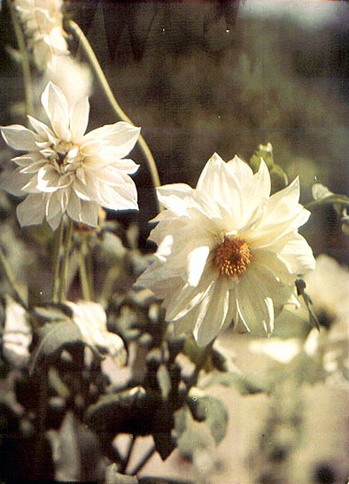 Anonymous - White Flowers Anonymous - White Flowers