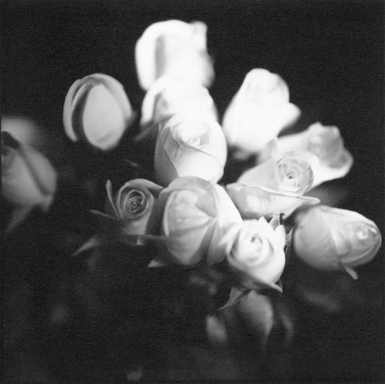 Bruce Cratsley - 12 Roses