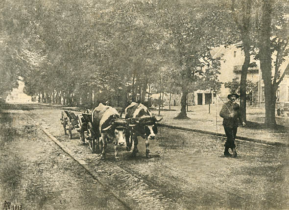 Man Leading Oxen Carts up Street