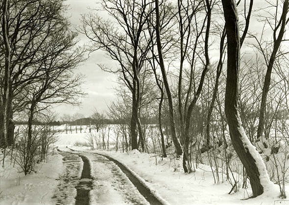 Petr Helbich - Trees and Road in Snow