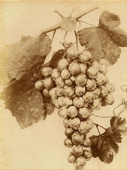 Charles Aubry (attributed to) - Grapes (Raisins)