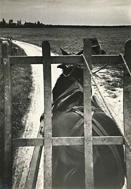Ilse Bing - Horse Pulling Champagne Grapes