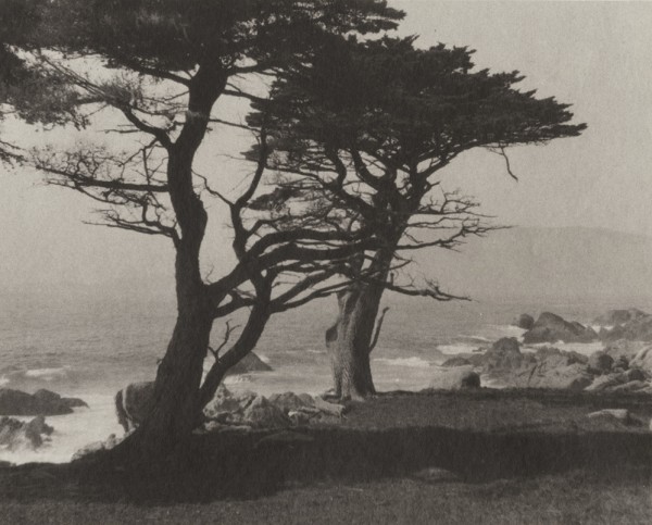 William Edward Dassonville, Monterey Pine Trees by Ocean, 1920s, Dassonville's own hand-coated paper, at Photo Review Auction.